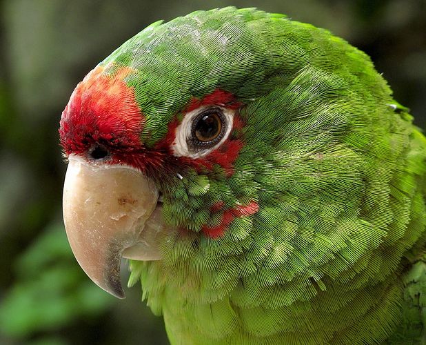 米特雷锥尾鹦鹉