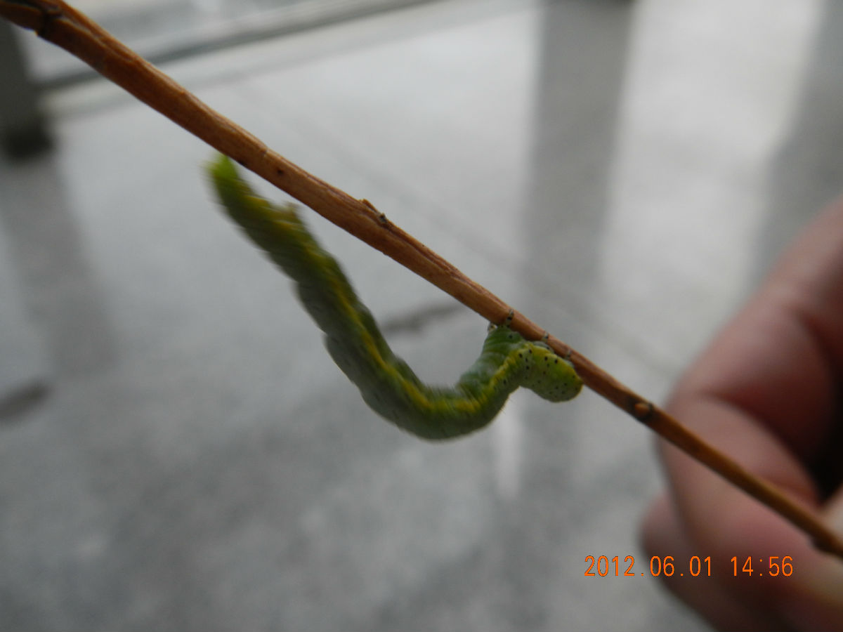  p>尺蠖(chǐ huò), a href="#" data-lemmaid="4339231">尺蛾 /a>的