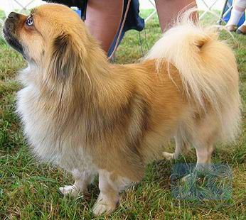 >",原产 a href="#" data-lemmaid="5815044">喜马拉雅山脉 /a>的西藏