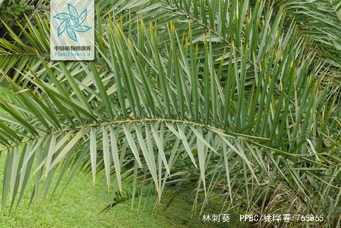  p>林刺葵(学名: i>phoenix sylvestris /i> roxb.