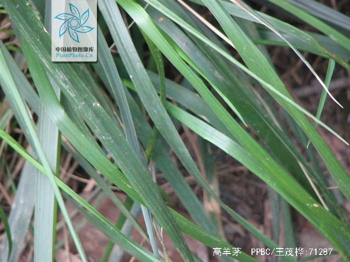  p>高羊茅(学名: i>festuca elata  /i>keng ex e.