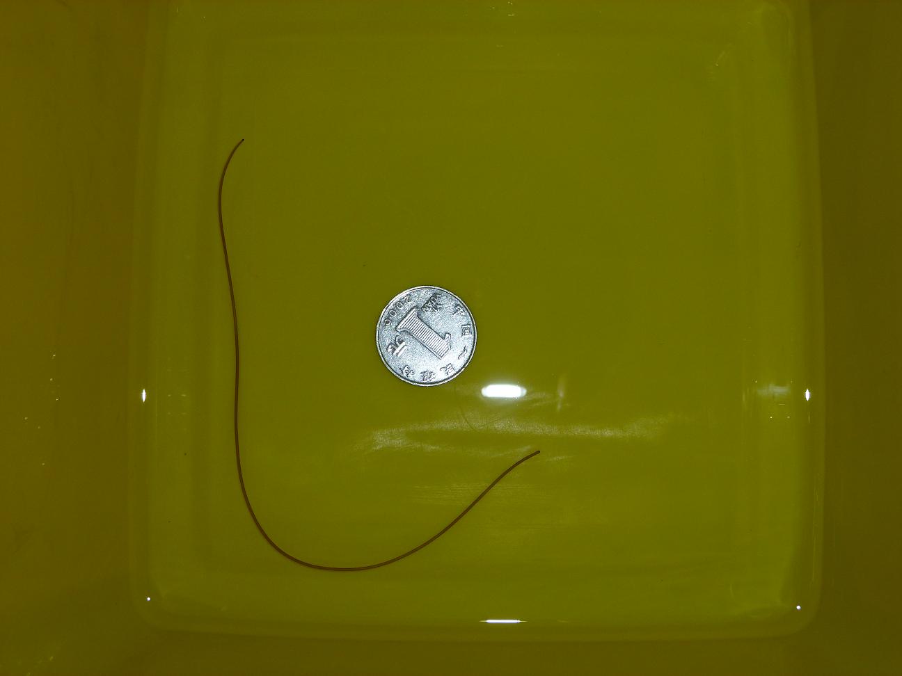  p>铁线虫(gordiacea von stebold,1843)又名发形蛇(hair snake),亦称