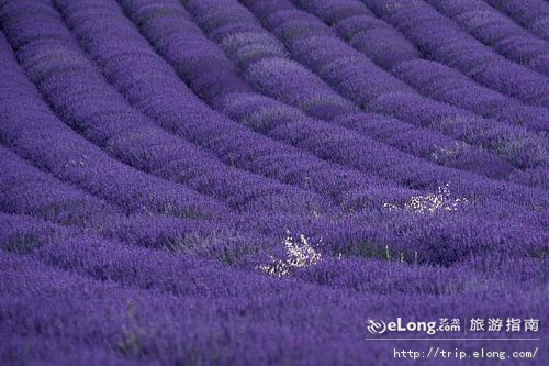 薰衣草世界
