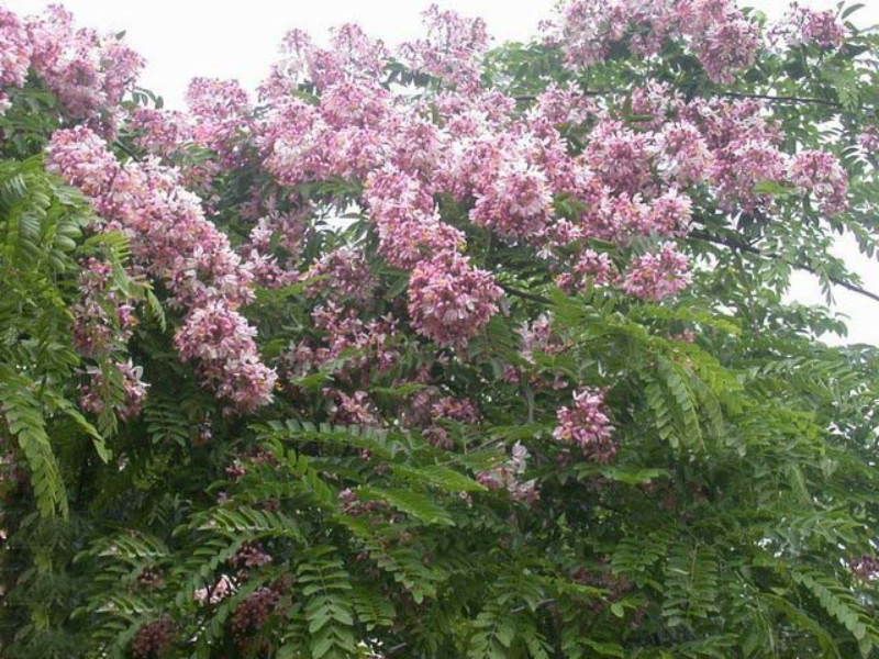  p>粉花山扁豆  i>cassia nodosa /i> buch.-ham.