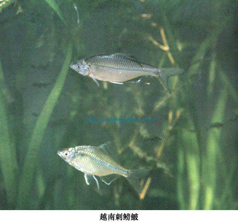 越南刺鳑鮍_百度百科