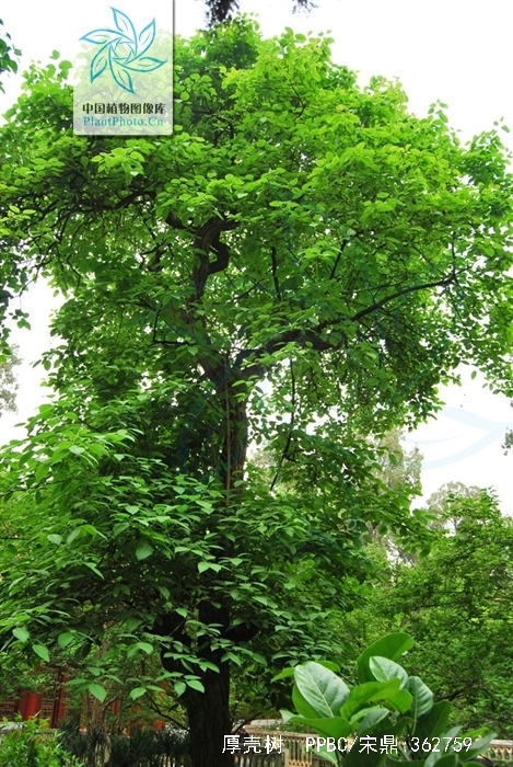 厚壳树