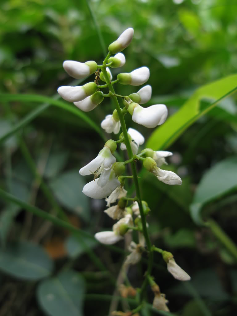  p>尾叶鱼藤(derris caudatilimba how),为 a href="#">双子叶植物纲 