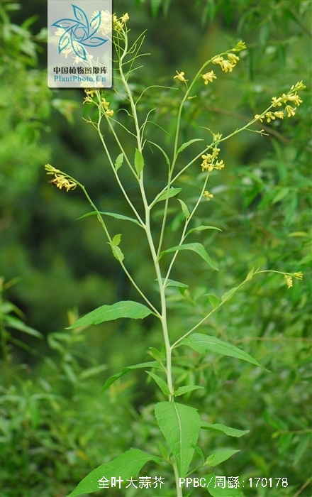 全叶大蒜芥
