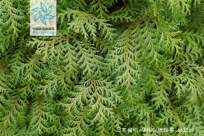 是柏科,扁柏属 a href="#" data-lemmaid="33239">乔木 /a>,在原产地
