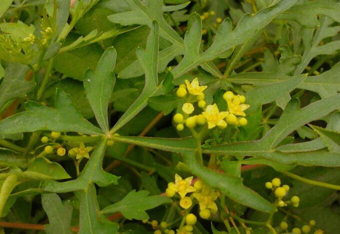  i>palmiloba /i> (carr.) rehd.)是葡萄科蛇葡萄属植物.