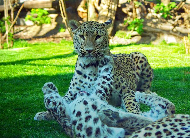  p>波斯豹(学名:panthera pardus saxicolor)是众多豹亚种中体形最大