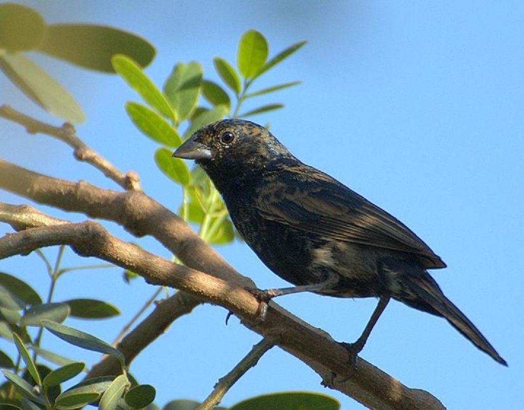  p>蓝黑草鹀, a target="_blank" href="/item/脊索动物门/3516708"