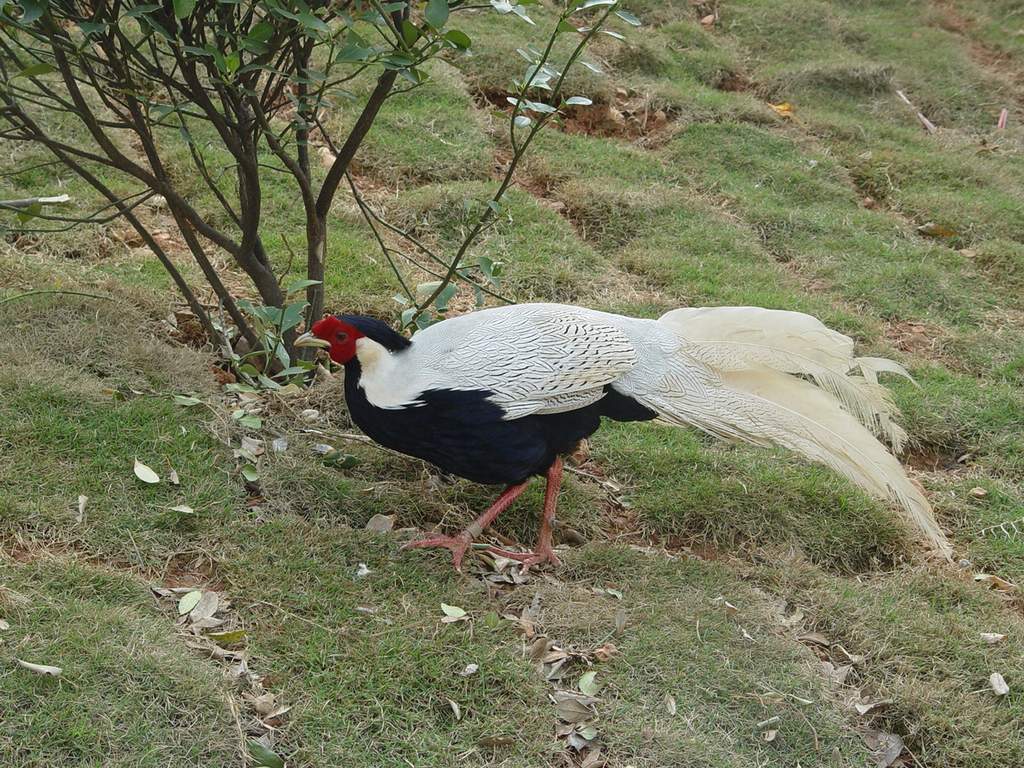  i>oreophasis derbianus /i>,英文名:horned guan)又名角官鸟,属于鸡