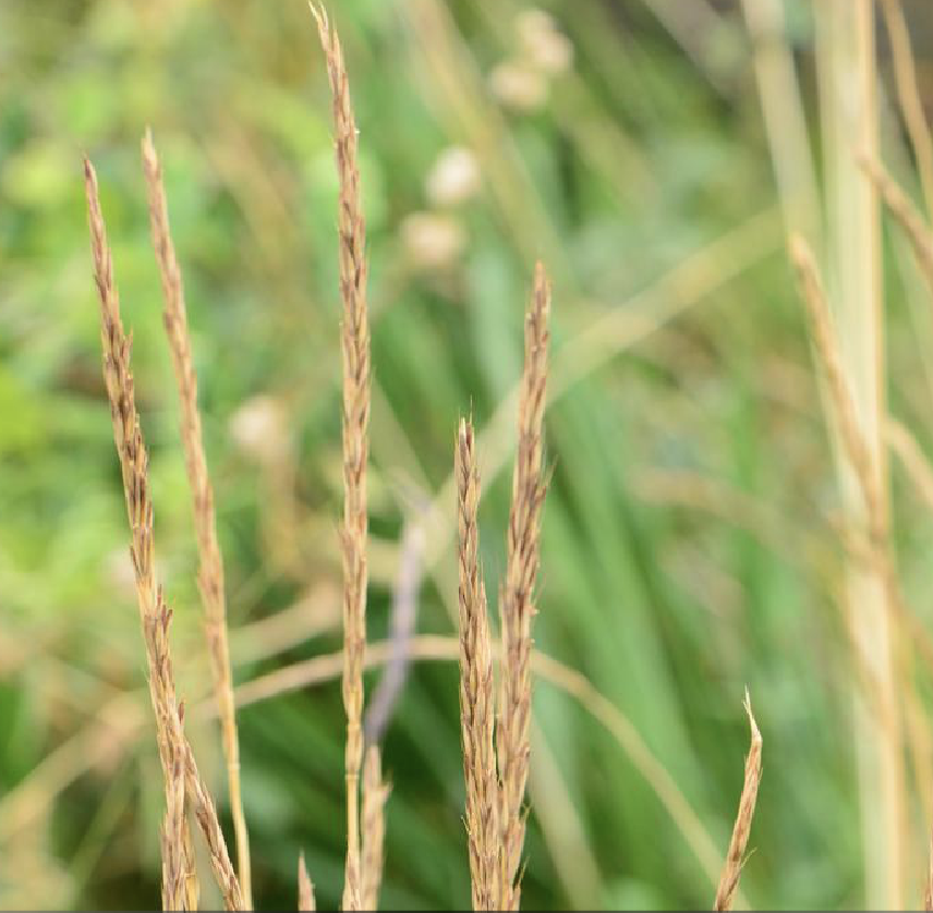  p>麦薲草(学名: i>elymus tangutorum  /i>(nevski)hand.-mazz.