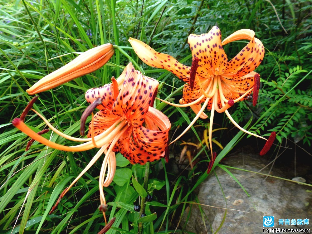  p>青岛百合(学名: i>lilium tsingtauense /i>)又名 a target="