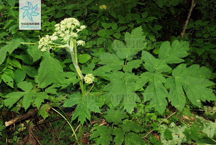  p> b>白亮独活 /b>(学名: i>heracleum candicans /i>)是伞形科独活