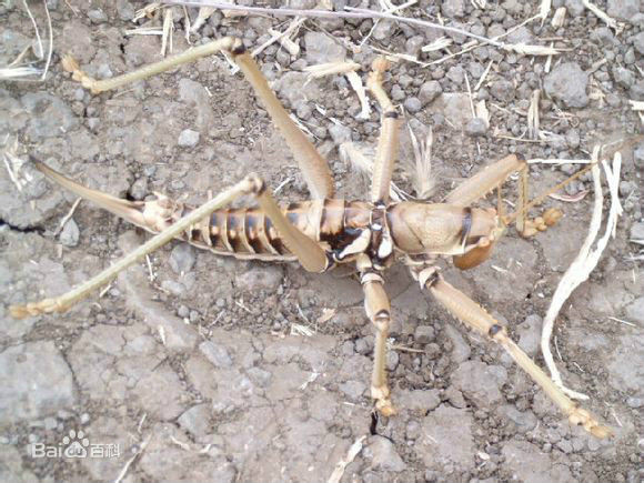  p data-id="gnwipbx5ac">saga ephippigera,欧洲大陆巨型肉食性螽斯.