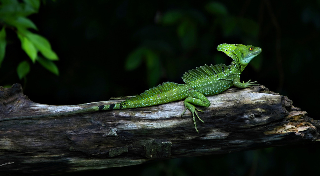 basilisk lizard