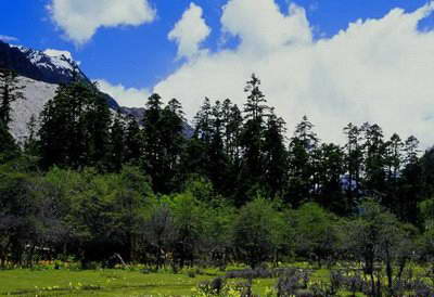 波密岗乡自然保护区