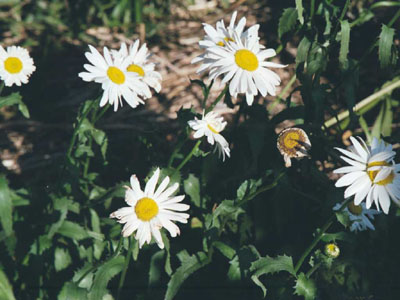 夏桑菊