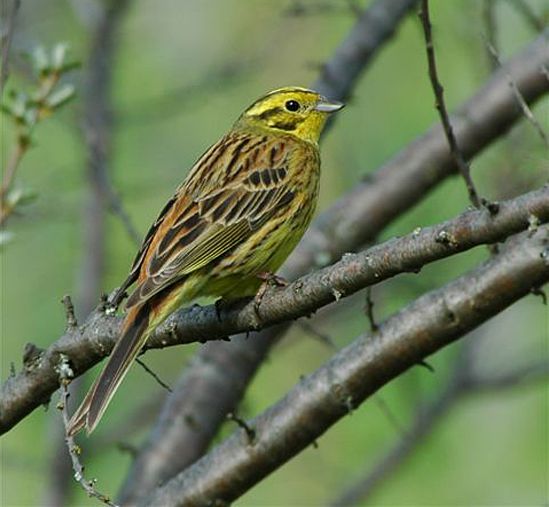 emberiza citrinella