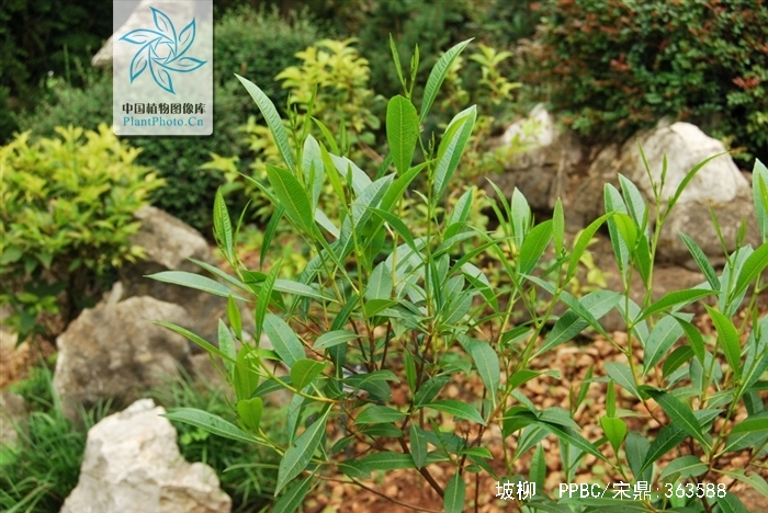  p> b>坡柳 /b>(学名: i>salix myrtillacea /i>),是 a>双子叶植物纲 