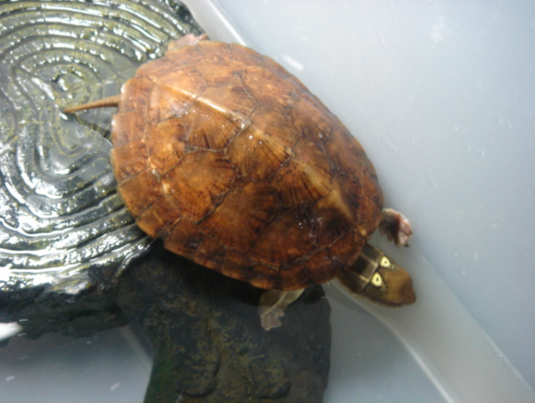  p>四眼斑水龟(学名: i>sacalia quadriocellata /i>)是龟科,眼斑水龟