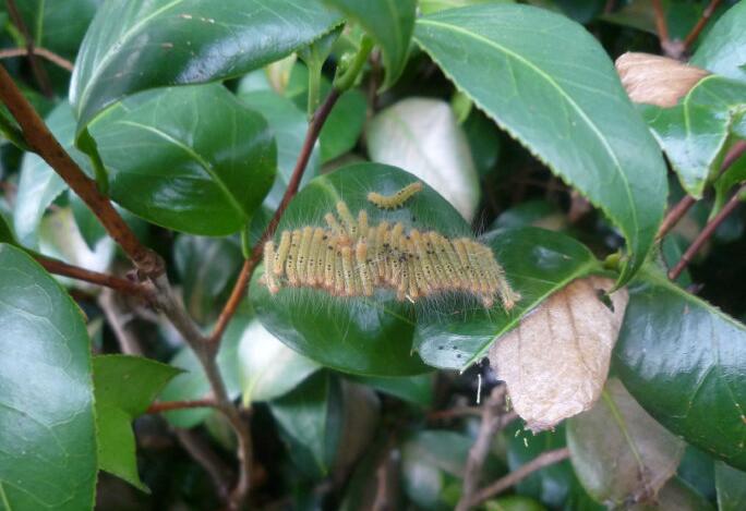 茶树茶叶白毒蛾