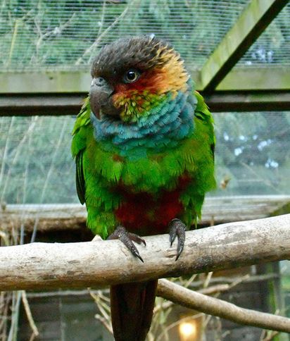  p>蓝喉锥尾鹦鹉(学名:pyrrhura cruentata)是典型的 a href="#">攀禽