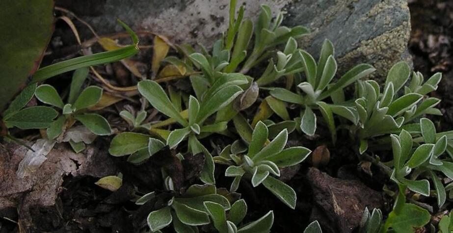 多年生草本,被白色棉毛或茸毛,常有匍枝. /p> p>来源:中国植物志.