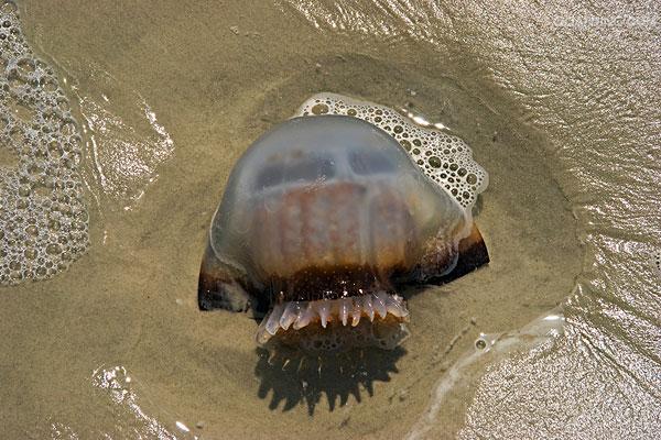  p>沙海蜇是钵水母纲旗口水母目的一种水母,成体伞径25-60厘米,最大近