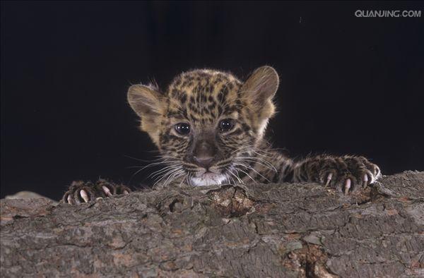 panthera pardus pardus