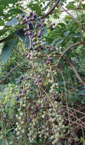 是紫金牛科,酸藤子属攀援灌木或藤本,长3-6米,有时达9米以上;枝条