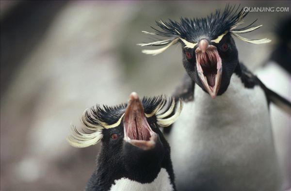 e·crestatus rockhopper penguin