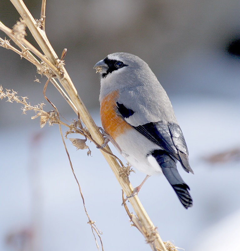  p>灰头灰雀(学名: i>pyrrhula erythaca /i>)为 a target="_blank"