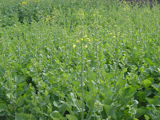 甘蓝型油菜