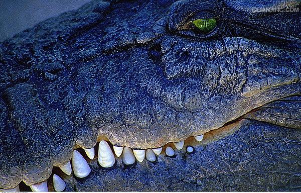  p>湾鳄(学名: i>crocodylus porosus /i>)是鳄科,鳄属的一种鳄鱼.