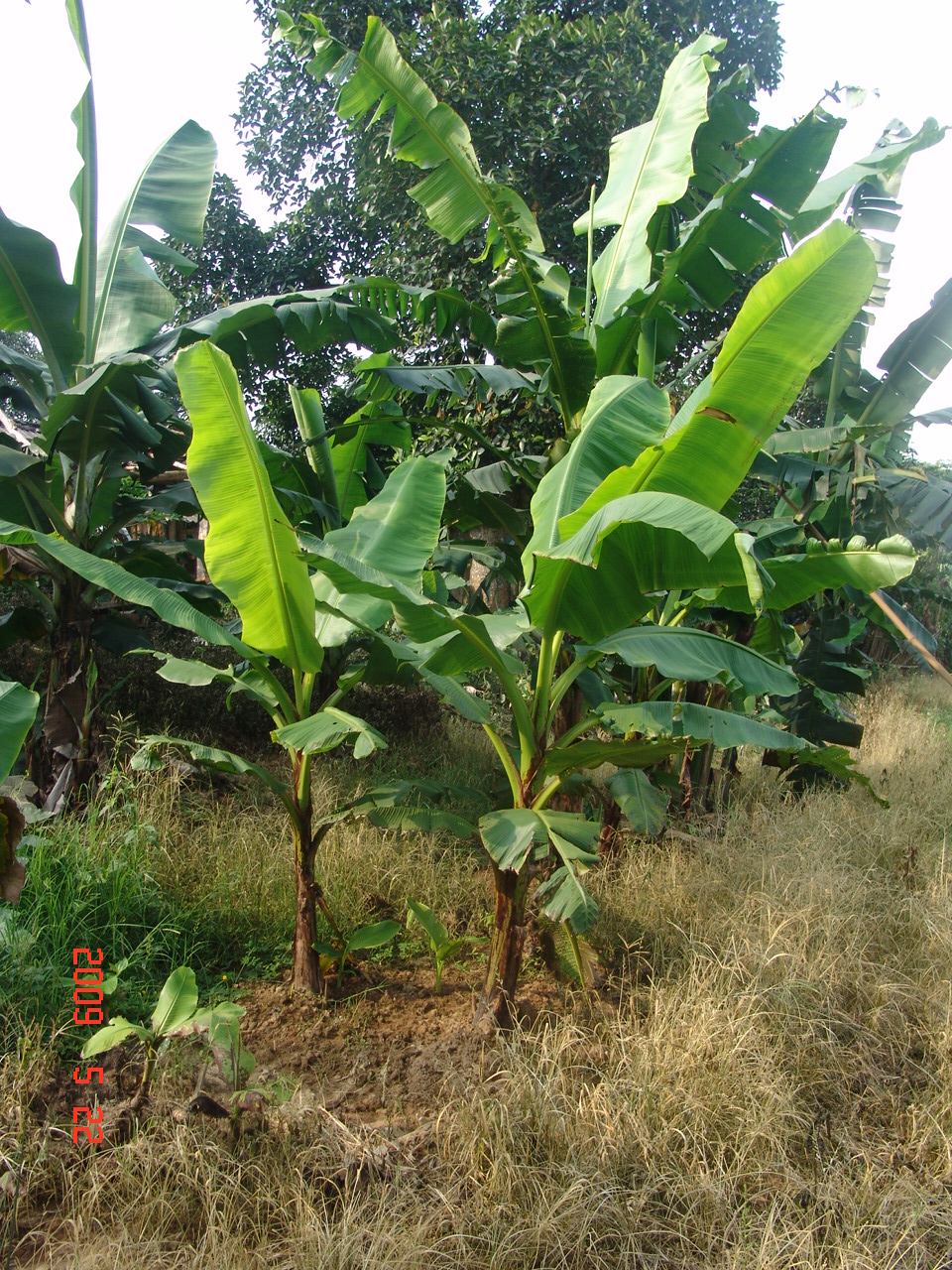  p>小米蕉是 a href="#" data-lemmaid="207811">广东 /a> a href="#"