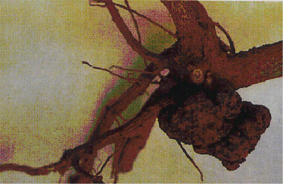  p>桃根为 a href="#">蔷薇科 /a>植物桃或