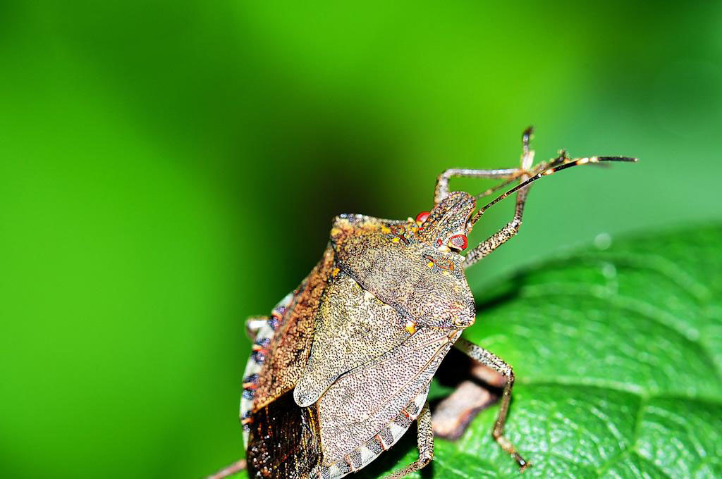  p>麻皮蝽属于 a href="#" data-lemmaid="1535270">半翅目 /a>, a