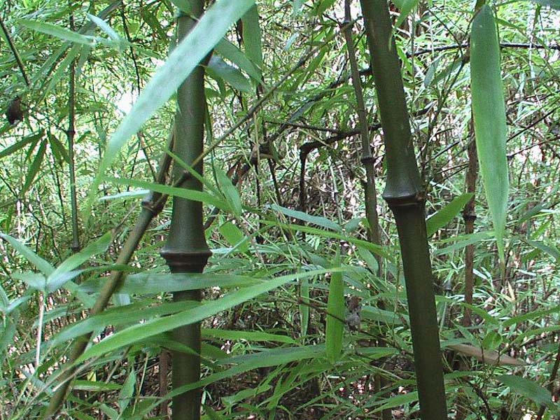  p>大叶筇竹,倭竹族单子叶植物.多生于海拔1500-2200米的阔叶林下.