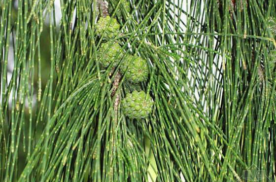 木麻黄家系-晋76-1