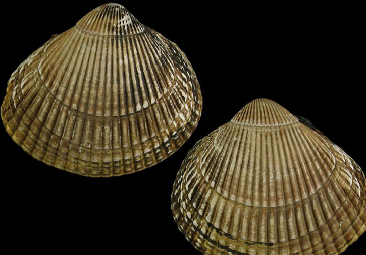 加利福尼亚扁鸟蛤