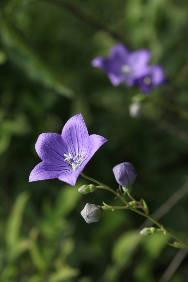 桔梗花,属植物桔梗的开花,桔梗,别名为铃铛