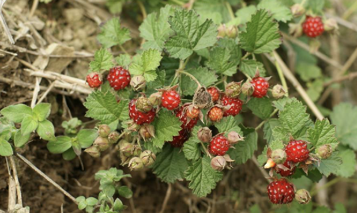茅莓(茅莓的功效与作用)