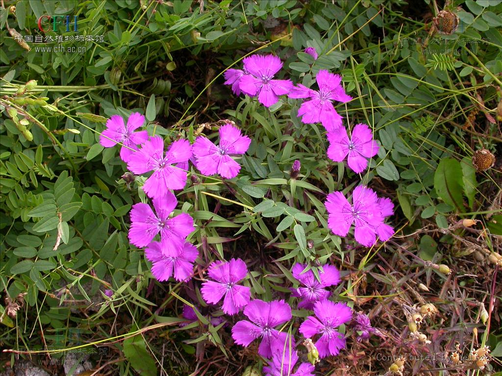 dianthus chinensis