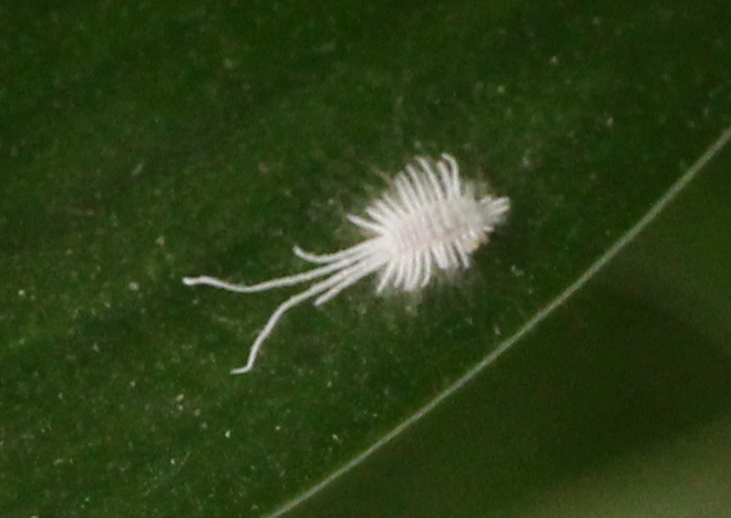  p>康氏粉蚧, i>pseudococcus comstocki /i> kuwana,为同翅目