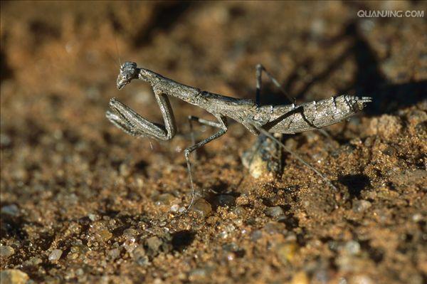 沙漠螳螂