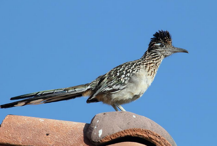  p>走鹃(学名:geococcyx)是 a href="#">鹃形目 /a> a href="#">杜鹃