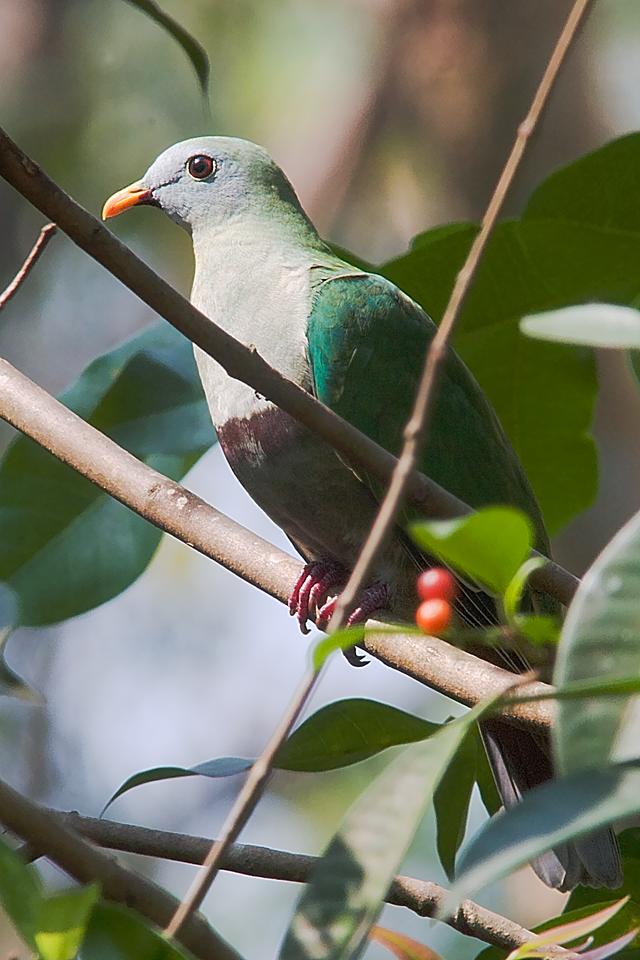 p>黑颏果鸠(学名: i>ramphiculus leclancheri /i>):体长28-29厘米.
